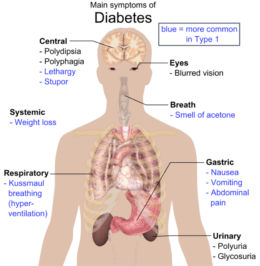 Protein Urine Diabetes