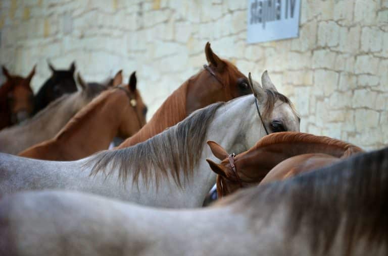 Top 10 Famous Horse Breeds and How You Can Care Your Horse