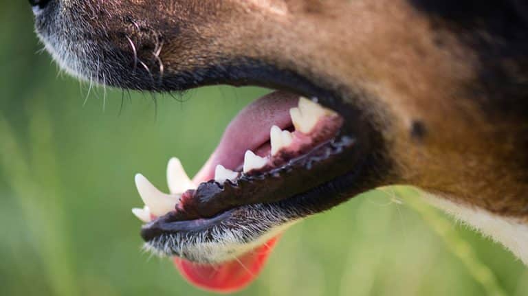 Oral-Dental Conditions of Dogs