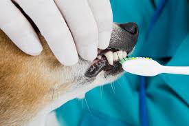 Oral-Dental Conditions of Dogs